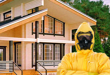 Как избавиться от жука короеда и древоточца.